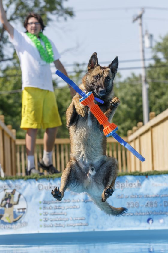 Annual All Breeds Dog Show Planned in Smithfield News, Sports, Jobs